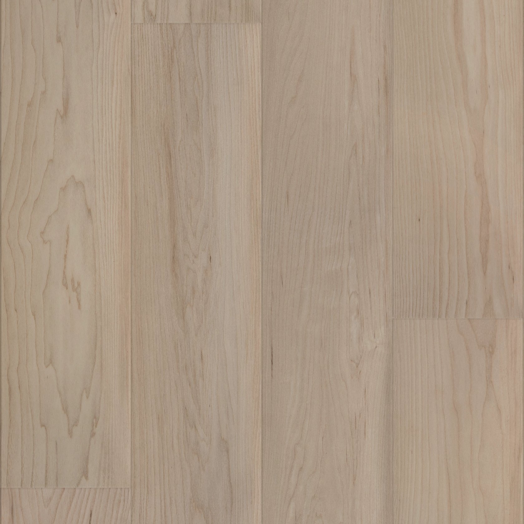 Coastal Dune Maple