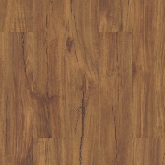 Gold Coast Acacia